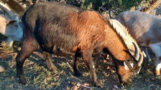 Is My Goat Pregnant? Signs to Look For!