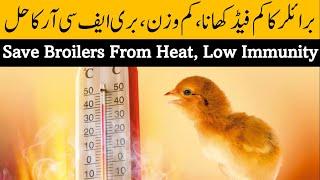 Surviving Summer: Beat Heat Stress with Poultry Cooling Techniques