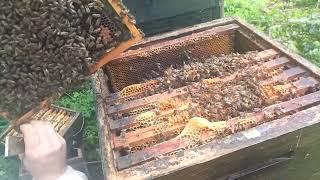 Včely po jarnom ochladení a rozšírení úľového priestoru.