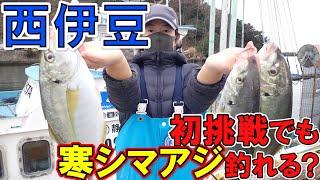 【シマアジ】西伊豆の寒シマアジ！！初挑戦でも釣れる？メモ！（2021/02/13権助丸）