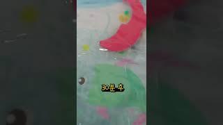 "워터비즈 얼마나 커질까요~??" #아기 #육아꿀팁 #baby