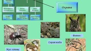 Животные братья наши меньшие