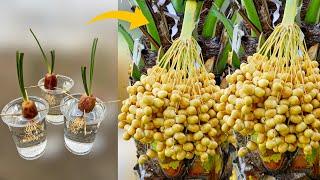 How to Grow Dates Palm Trees From Dates Palm Fruit || Grow Dates Palm Trees From Seeds || نخلة التمر