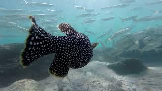 Snorkeling in La Ventana - BAJA, MX