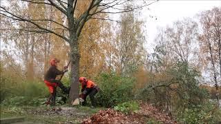 LUMBERJACK CUTTING DOWN A BIG OAK TREE WITH STIHL CHAINSAW / METSURI KAATAA SUUREN TAMMEN