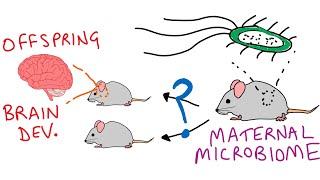 Maternal microbiome influences fetal brain wiring...