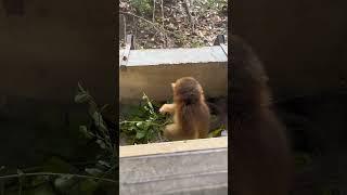 【 Nanjing Animal 】Ruirui | The Golden Snub-nosed Monkey Celebrity | Nanjing Hongshan Forest Zoo