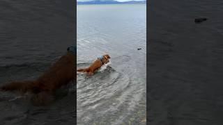 Willow learning to retrieve from the water.  #winter #laketahoe #dog #puppy