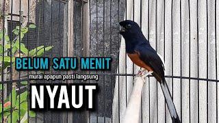 murai batu gacor AMPUH buat PANCINGAN murai batu agar bunyi JADIKAN burung murai gacor EMOSI