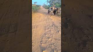 Budhram champia  #reel #Budhram #Vlogs #shorts 12 January 2024
