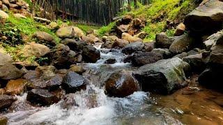 Soothing River Stream Sounds to Help You Fall Asleep and Release All Stress | ASMR for Sleep