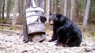 Archery Black Bear Hunt | Ontario | 530lbs | Chase N Ashley Outdoors |