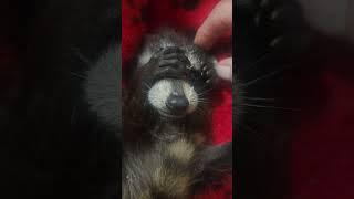 Wildlife Rehabilitator Rescues Baby Raccoon - 1496621