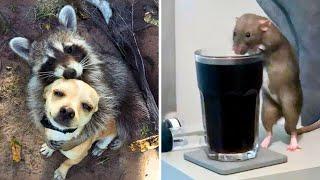 Top 10 Animals People Have As Pets | 1 Minute Animals