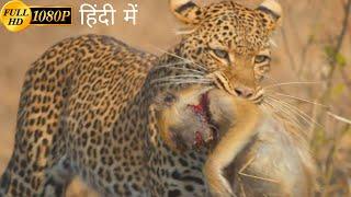 A Leopard Queen Legacy | animal planet full episode in hindi | Documentary hindi