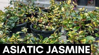 Asiatic Jasmine