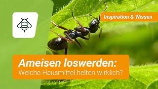 Hausmittel gegen Ameisen: Was funktioniert wirklich?