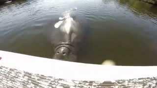 Huge Manatee Attacks Stand Up Paddle Board Fisherman