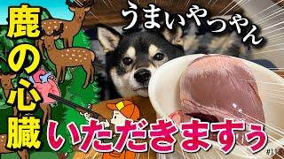 鹿の心臓をGetして至福すぎる柴犬