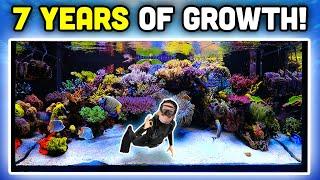 INSANE Reef Aquarium! Keys to AMAZING Coral Growth and Fish Keeping!