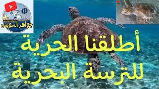 لحظة أطلاق سراح الترسة البحرية  ببحر السويس.شاهد فرحة مشاهدة بحر sea turtle  released in Suez Sea 