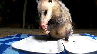 Cute opossum grooming after dinner ￼4/9/2024