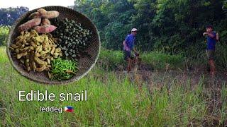 Simple bonding with grandpa - picking edible snail "INALSEMAN A LEDDEG " | biag ti ilocano