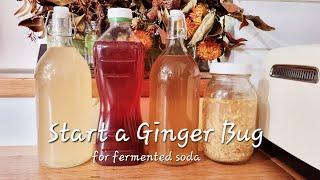 How to START A GINGER BUG | Fermented Soda Series