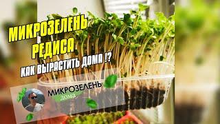 МИКРОЗЕЛЕНЬ РЕДИСА - КАК ВЫРАСТИТЬ  МИКРОЗЕЛЕНЬ ДОМА  СЫРОЕДЕНИЕ