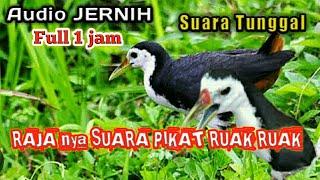 suara pikat ruak ruak tunggal jernih full 1 jam anti zonk