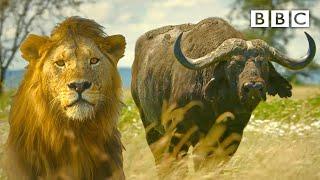 Lion pride works together to hunt buffalo  Serengeti II - BBC