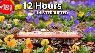 Videos for Cats to Watch  Best of Uninterrupted CatTV 2024  12 Hour Compilation of Birds @LensMyth