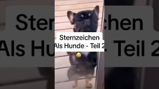 Sternzeichen als Hunde - Teil 2 