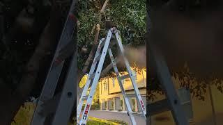 Bee Man Dan gets hit by a branch while saving bees!