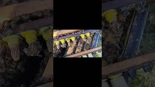#красота #пчеловодство #bee матководство во всей красе