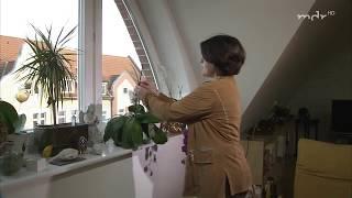 Warum Sie bei Phalaenopsis-Orchideen die Stäbe abmachen sollten | MDR Garten