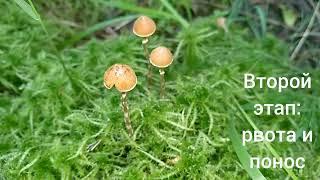 ГАЛЕРИНА БОЛОТНАЯ. Galerina paludosa.Яд на ножке.