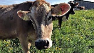 Än wunderschöne Früehligsmorge (Jodelchörli Hüsliberg) Toggenburg