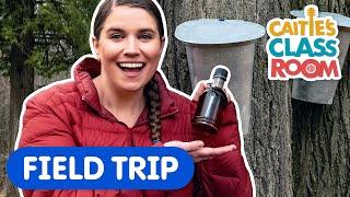 Learn About Making Maple Syrup! | Caitie's Classroom Field Trip | Super Simple Play