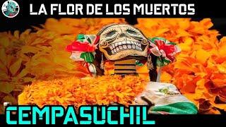 Cempasuchil, la flor de los muertos mexicana.