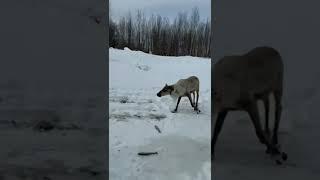 Олени на Сахалине обобрали рыбака - слопали улов гольца