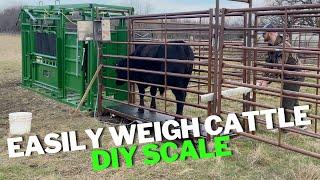 Using DIY Scale from Amazon to Easily Weigh Cattle