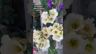 Lisianthus blooming | Grow Lisianthus | Lisianthus flower