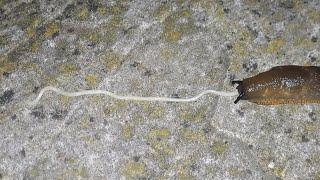 Slug Eating Noodle Time-Lapse