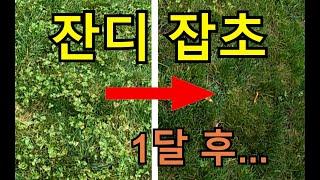 잔디관리. 잔디 잡초 제거 방법 / 잔디 제초제 사용 방법 핵심 팁.