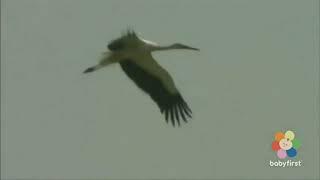 babyfirst safari scrapbook stork