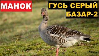 ГОЛОС (МАНОК) ГУСЬ СЕРЫЙ БАЗАР 2
