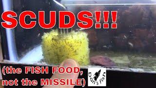 How To Culture Scuds | Live Aquarium Fish Food