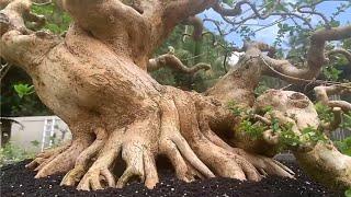 BONSAI KELAS BERAT  BONSAI SANCANG JUMBO‼️Mr. I Nyoman Ary Nurjaya