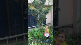 Apples #youtubeshorts #viral #trendingshorts #ytshorts #apple #himachalpradesh || kajal vlogs